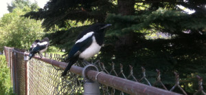 Magpies3